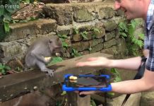 iPad Magician Simon Pierro Charms Monkeys in Bali