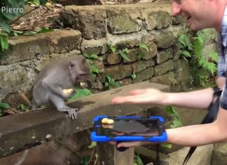 iPad Magician Simon Pierro Charms Monkeys in Bali